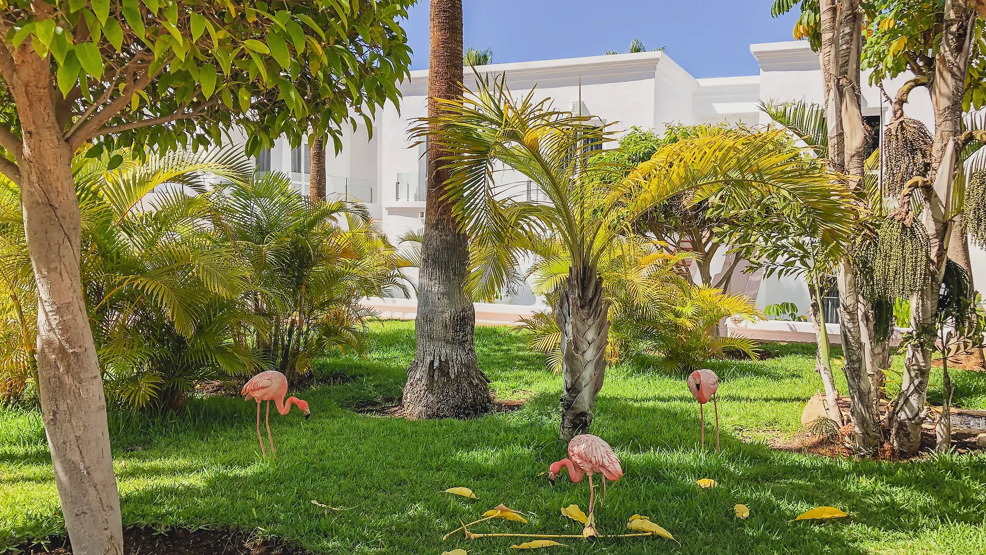 Otel Flamingo Beach Mate Costa Adeje